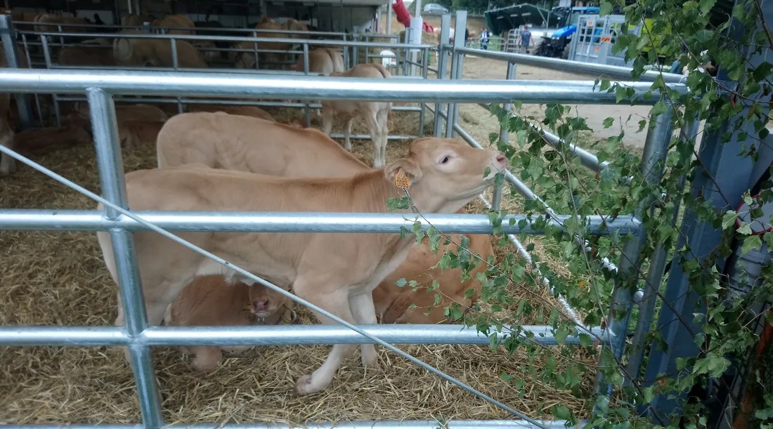 Foire agricole Sedan